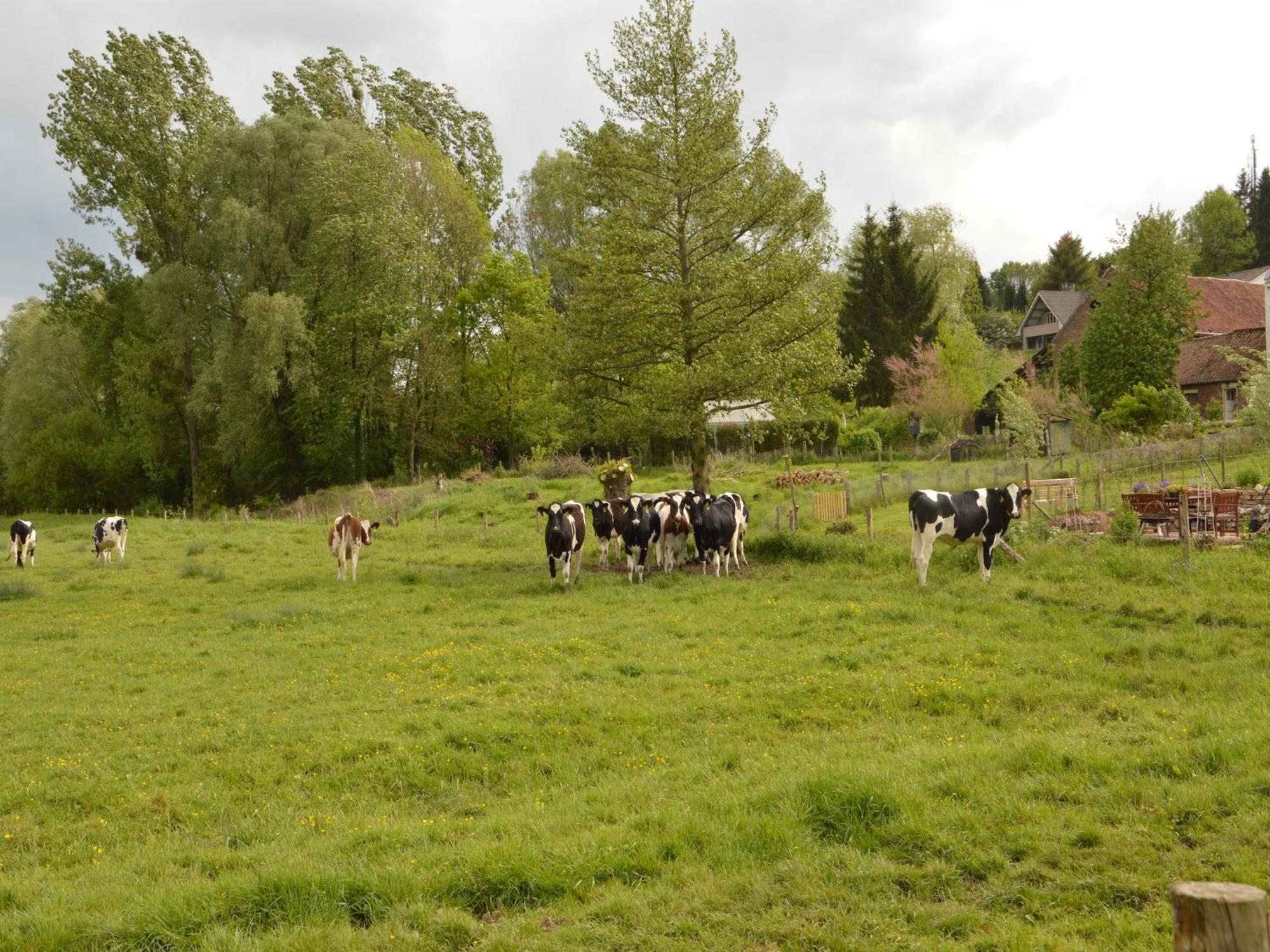 Stunning Holiday Home Near Forest In Slenaken Eksteriør billede